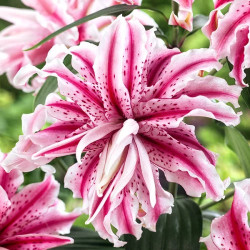 Цибулини лілії Magic Star