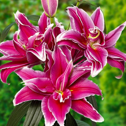 Цибулини лілії Fabienne