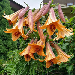 Цибулини лілії African Queen