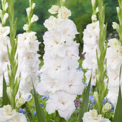 Луковицы гладиолуса Decadent 