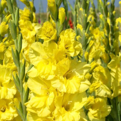 Цибулини гладіолуса Bra Val