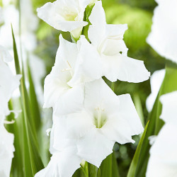 Цибулини гладіолуса Serena 