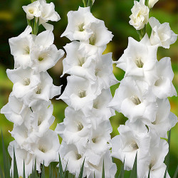 Луковицы гладиолуса White Prosperity