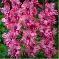 Цибулини гладіолуса Kingston Ruffle