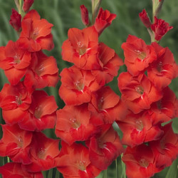 Цибулини гладіолуса Puccini 