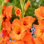 Гладіолус Prince of Orange