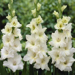 Цибулини гладіолуса Ivory Priscilla