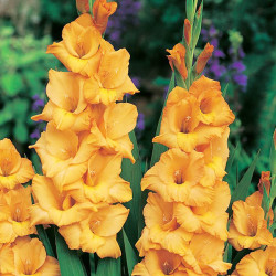 Луковицы гладиолуса Ovatie 