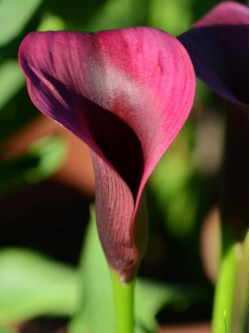 Луковицы каллы Outback