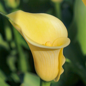 Калла Mellow Yellow