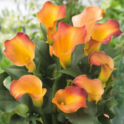 Луковицы калл Captain Lido