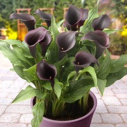 Цибулини кали Caruso