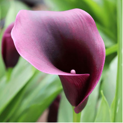 Цибулини кали Outback