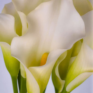 Калла White Present