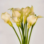 Кала White Present