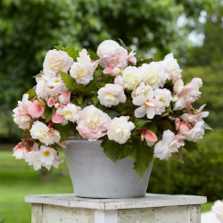 ​​​​​​Луковицы бегонии Cascade Odorosa White Blush