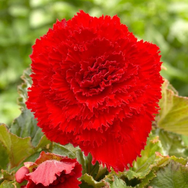 Бегонія Fimbriata Red