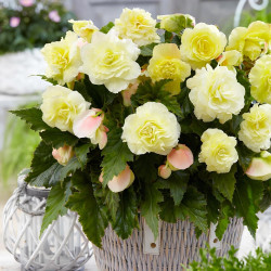 Бульби бегонії Wummi Creme