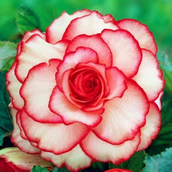 Бегонія Picotee White Red