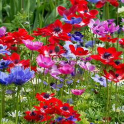 Луковицы анемоны De Caen