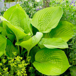 Корневища хосты Sum and Substance