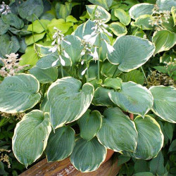 Корневища хосты Pizzazz 