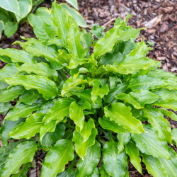 Корневища хосты Get Nekkid