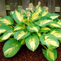 Корневища хосты Great Expectations