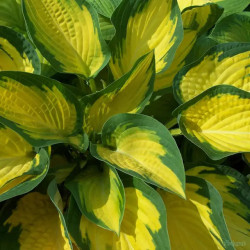 Корневища хосты Orange Marmalade