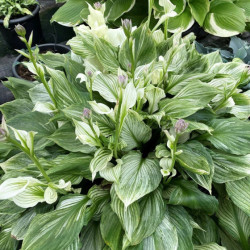 Корневища хосты Zebra Stripes