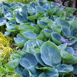 Кореневища хости Big Daddy