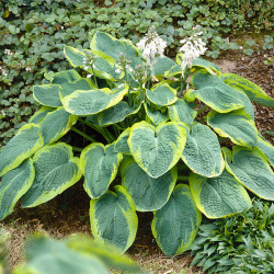 Корневища хосты Frances Williams