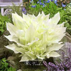 Кореневища хости White Feather