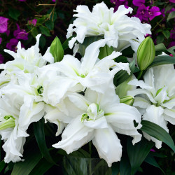 Цибулини лілії Roselily Aisha