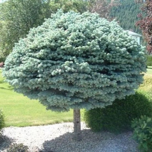 Ель колючая Glauca Globosa (Глаука Глобоза) на штамбе.
