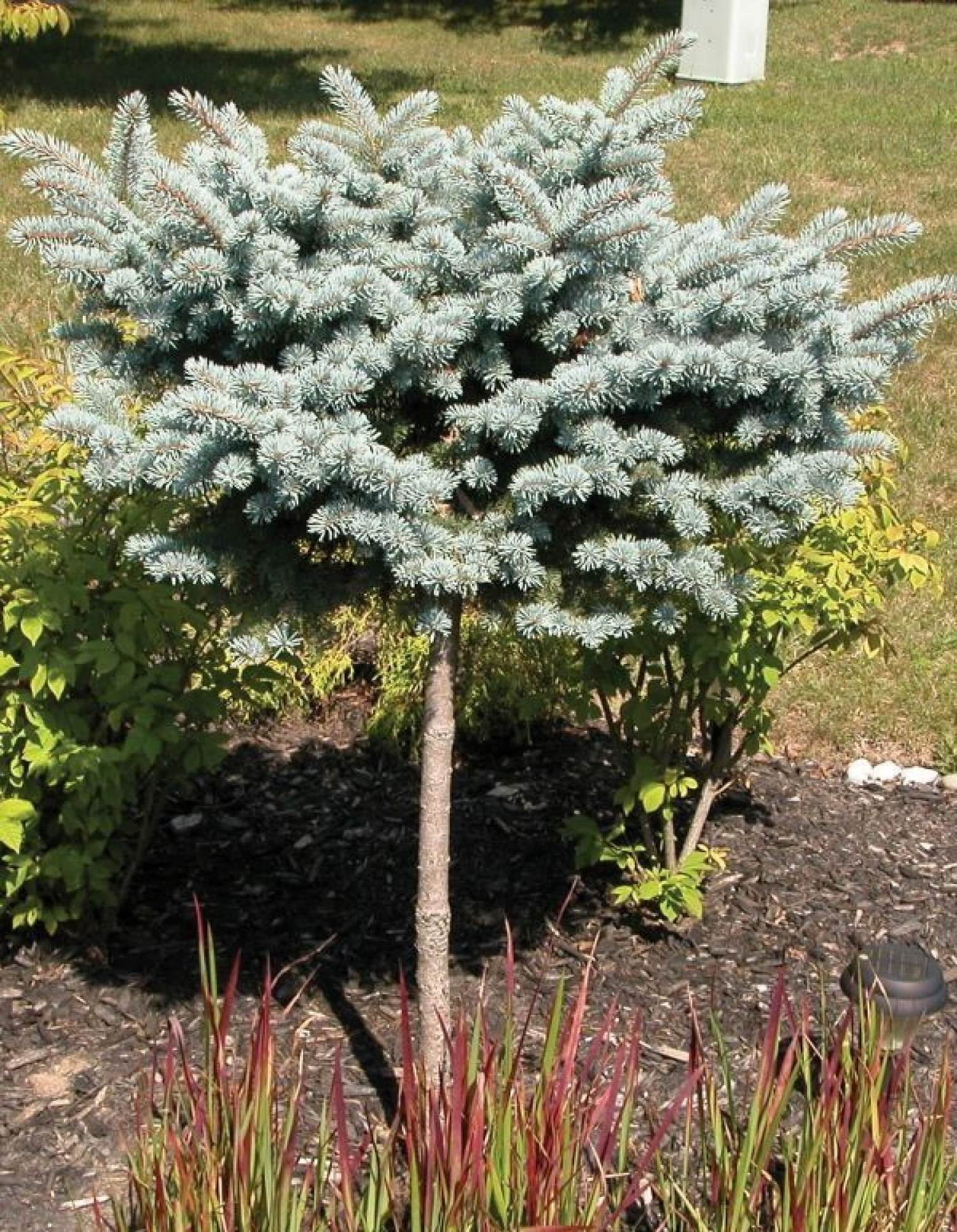 Ялина колюча Glauca Globosa (Глаука Глобоза) на штамбі
