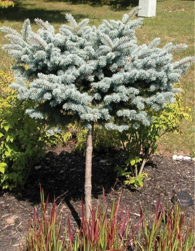 Ялина колюча Glauca Globosa (Глаука Глобоза) на штамбі