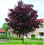 Клен гостролистий Royal Red (Роял Ред) штамб