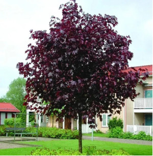 Клен гостролистий Royal Red (Роял Ред) штамб