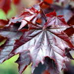 Клен гостролистий Royal Red (Роял Ред) штамб