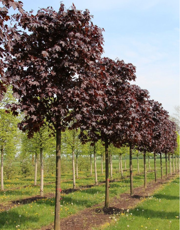 Клен гостролистий Royal Red (Роял Ред) штамб