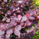 Барбарис Deep Purple (Діп Пурпл)