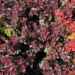 Саженцы барбариса Figa (Фига)