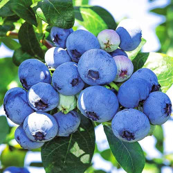 Саджанці лохини Bluecrop (Блюкроп)