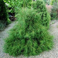 Саджанці туї Filiformis (Філіформіс)
