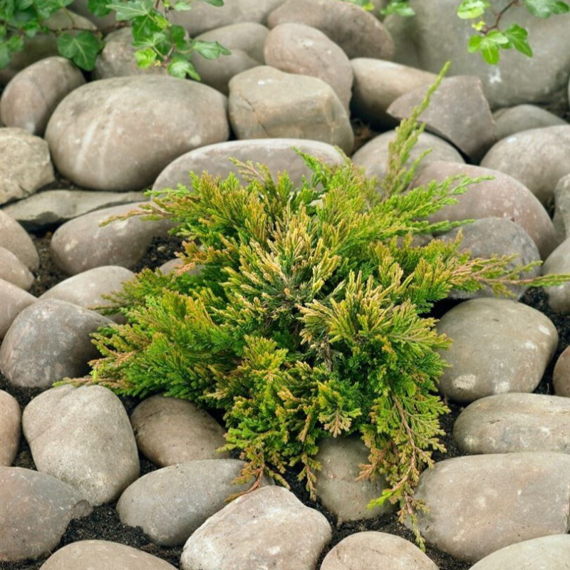 Ялівець Golden Carpet (Голден Карпет)