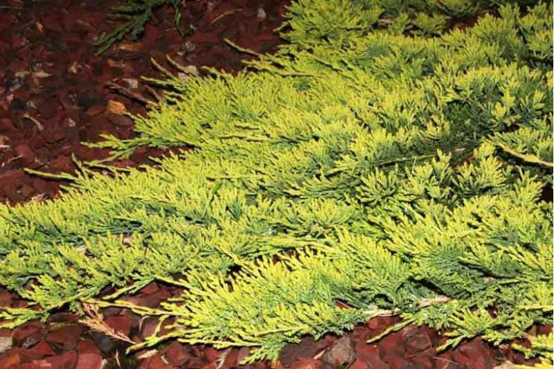 Ялівець Golden Carpet (Голден Карпет)