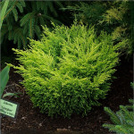 Можжевельник Lime Glow (Лайм Глоу)