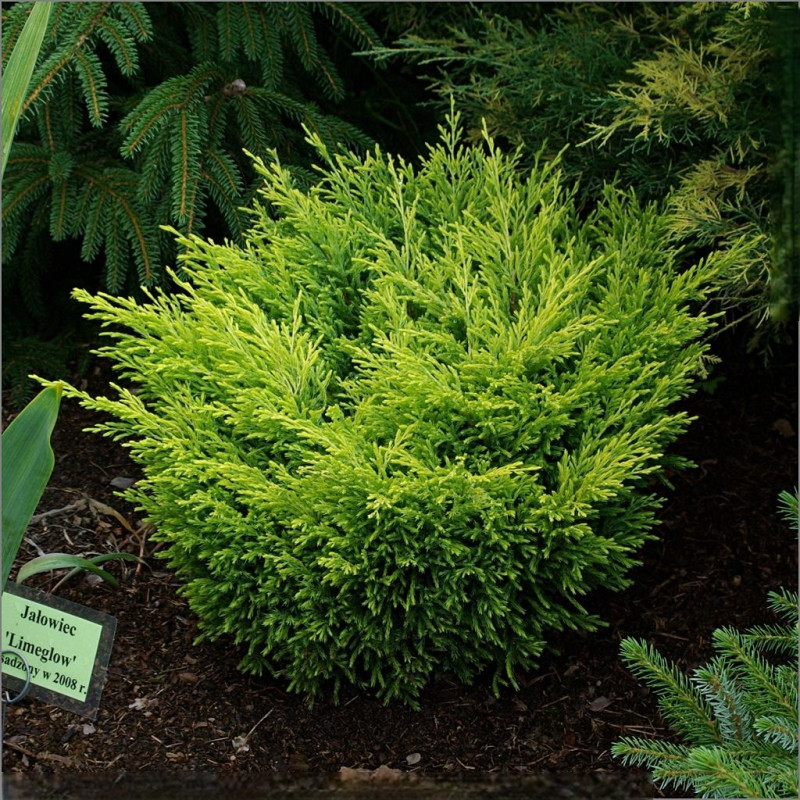 Ялівець Lime Glow (Лайм Глоу)