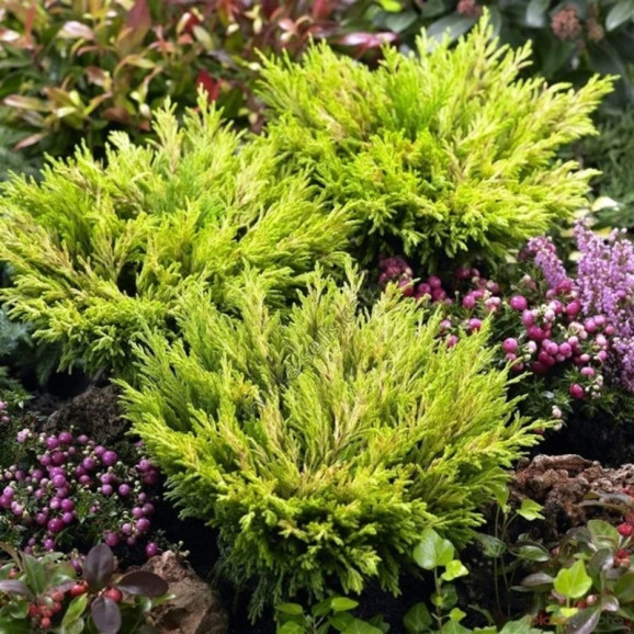 Можжевельник Lime Glow (Лайм Глоу)